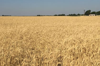 Según la industria molinera, que el año pasado exportó casi un millón de toneladas de harina equivalente trigo, el 80% de su costo lo representa la compra del cereal