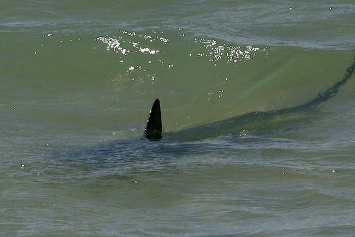 El año pasado se reportaron 137 mordeduras de tiburón a humanos