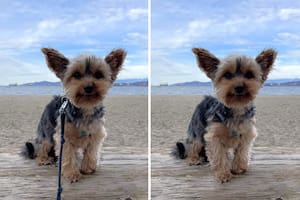 El antes y después de la imagen editada en Windows Fotos, en la que se eliminó la correa y la inteligencia artificial simuló el pelo en ese lugar