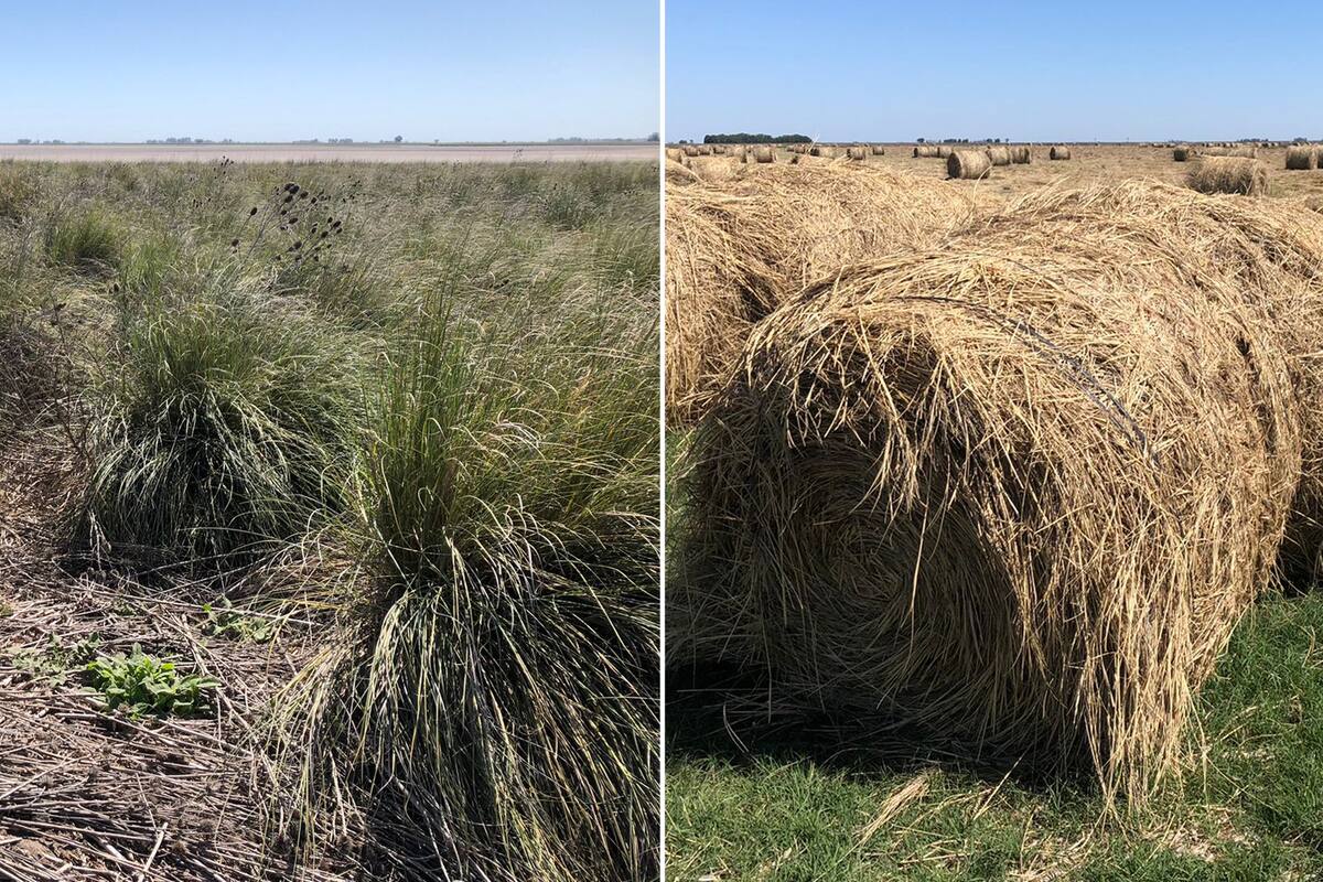 El antes y después: pajonales de esparto convertidos en rollos para dar de comer a las vacas