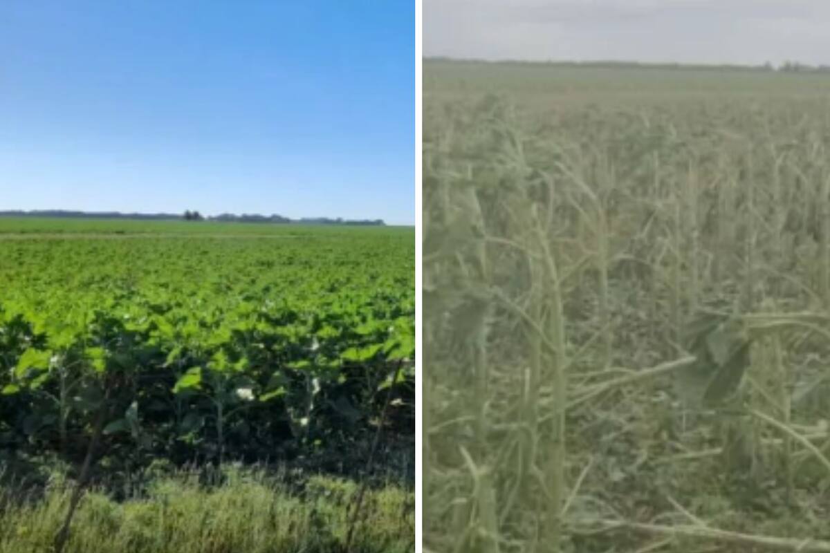 El antes y el después del granizo sobre un lote con girasol