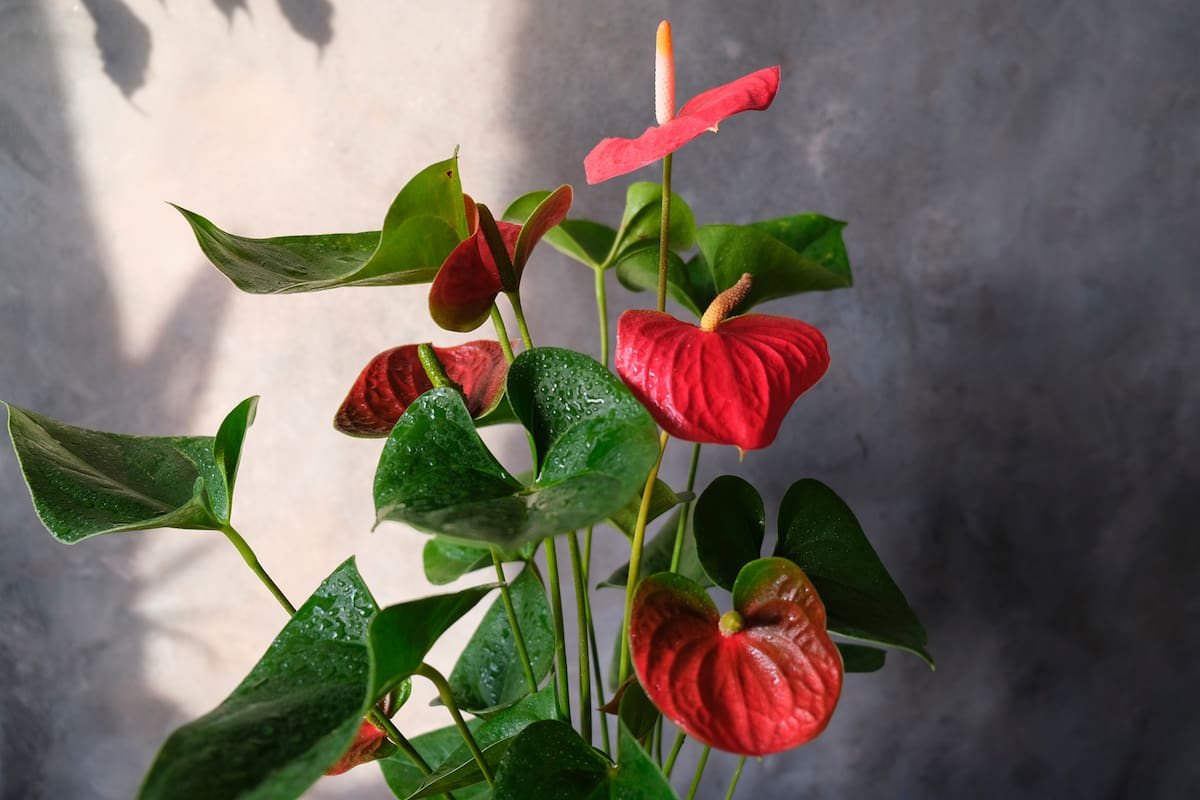 El anturio rojo se destaca por tener propiedades beneficiosas, según el feng shui