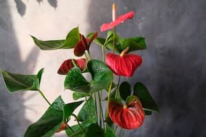 El anturio rojo se destaca por tener propiedades beneficiosas, según el feng shui