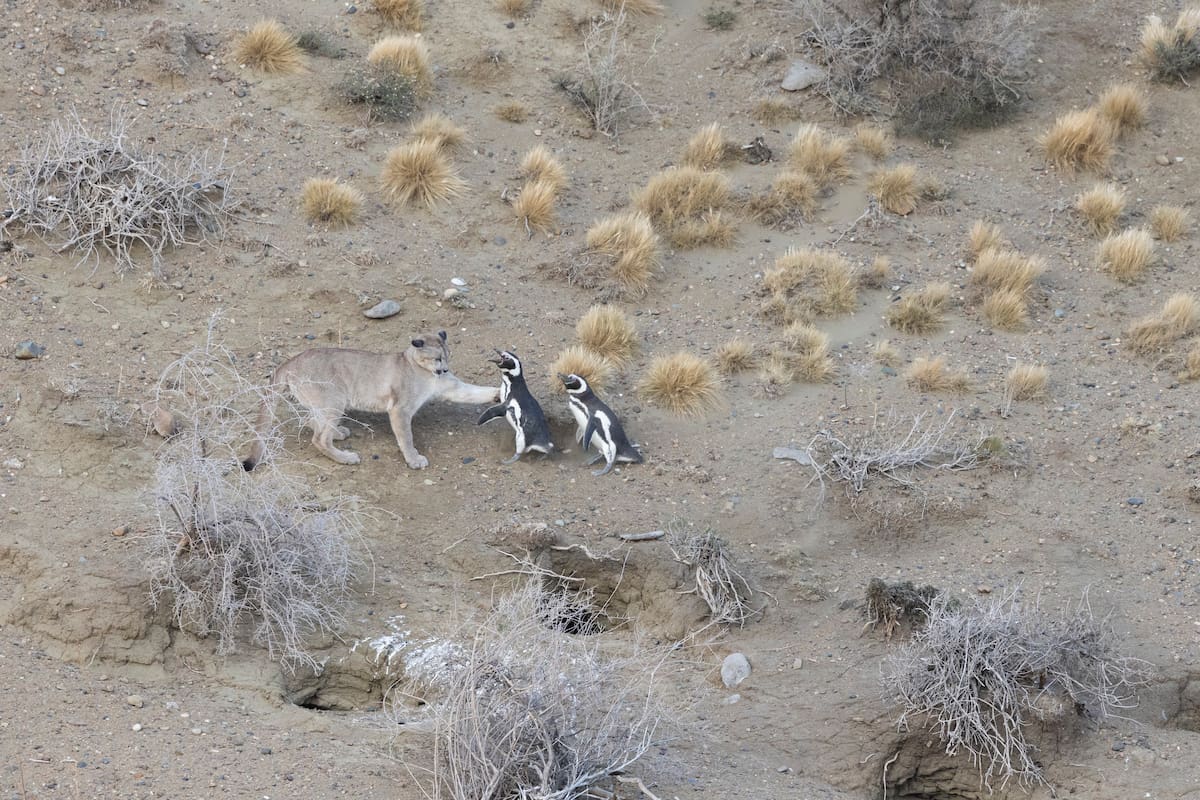 El apetito que los pumas han desarrollado por los pingüinos es “un ejemplo extraordinario de lo flexibles que pueden ser los grandes carnívoros”, dijo un científico