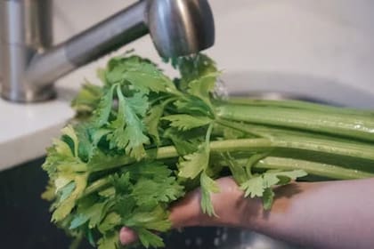 El apio es un diurético natural, por lo que le puede ayudar con la retención de líquidos y en la eliminación de toxinas (Foto Pexels)