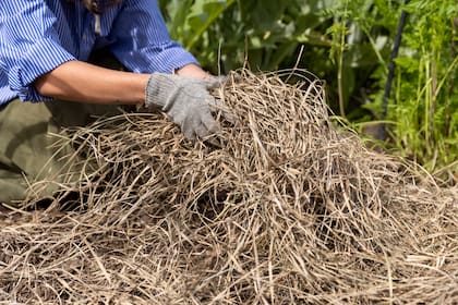 El aporte de compost o mulch orgánico en las zonas de canteros y alrededor de especies más delicadas actúa como colchón térmico natural