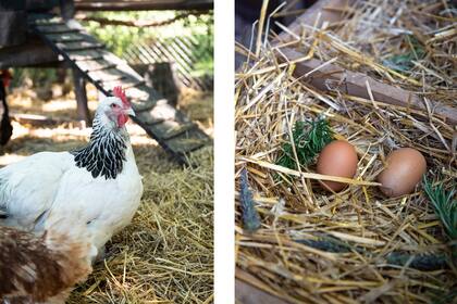 El aporte de las gallinas al compost hace que sea muy rico en nutrientes y materia orgánica.