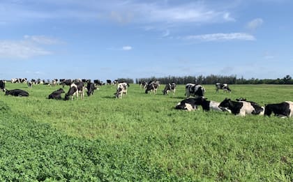 El aprovechamiento del forraje se realiza de manera intensiva con tres rodeos, que pastorean parcelas diarias de 0,8-1 hectárea con una carga de 2,2 vacas por hectárea. Los animales en ordeño reciben, además, silo de maíz y de raigrás, expeller de soja, maíz partido, alimento balanceado y descarte de papa de la fábrica Mc Cain
