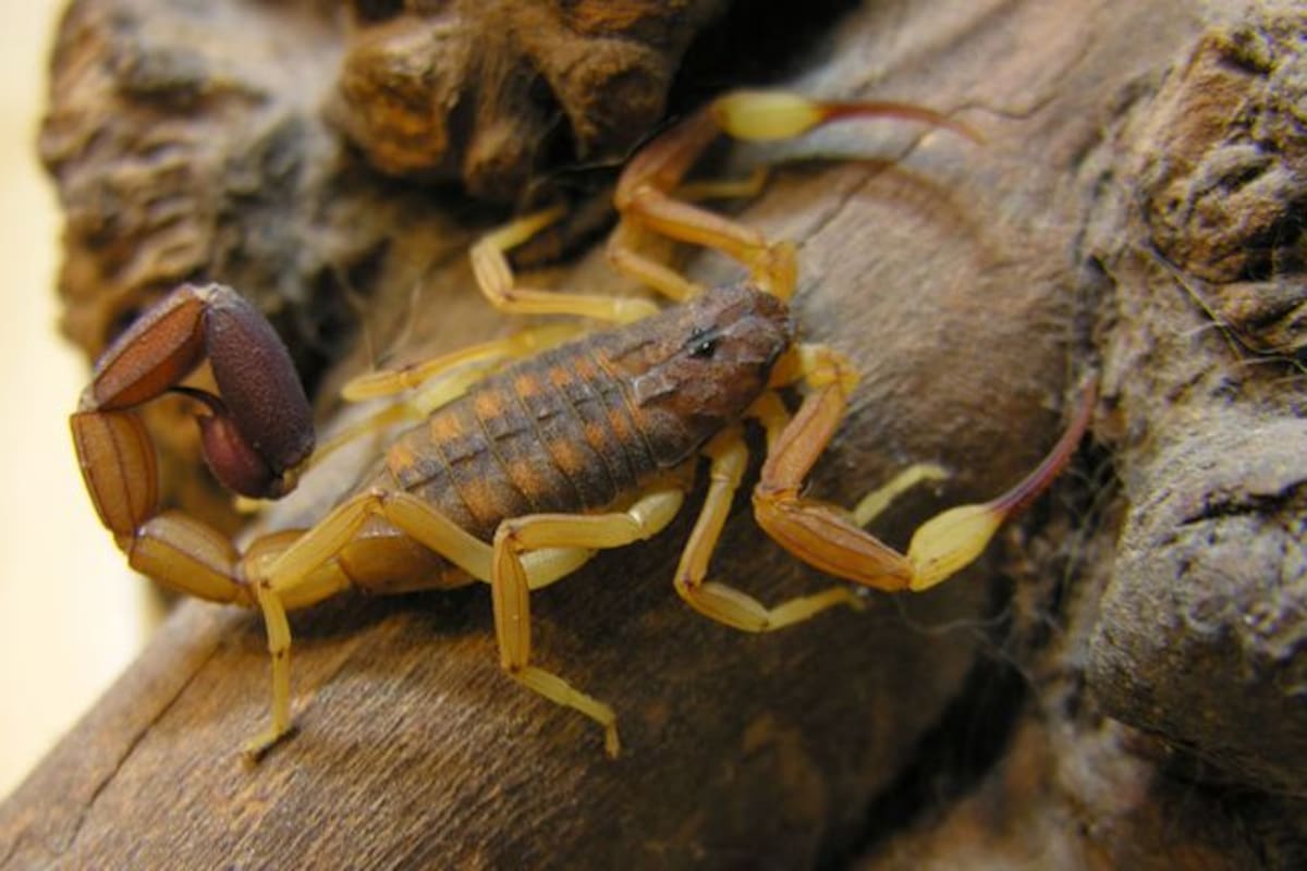 El arácnido fue identificado como un escorpión dorado de Manchuria cuyo veneno puede ser dos veces más letal que el de la especie española