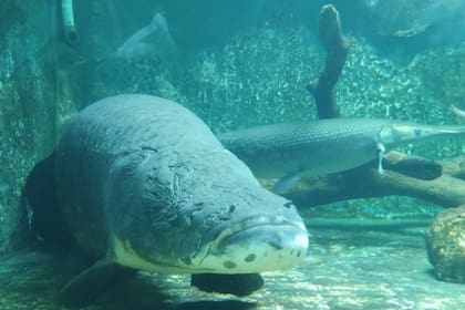 El arapaima es un pez que vive en el Amazonas y que actualmente en muchas regiones está prácticamente extinguido