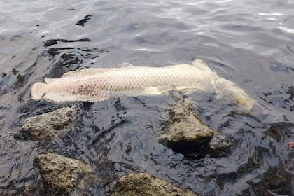El arapaima puede llegar a medir 3 metros y pesar 200 kilos, y su carne es muy apreciada