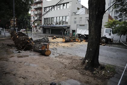 El árbol caído cruzó toda la calle