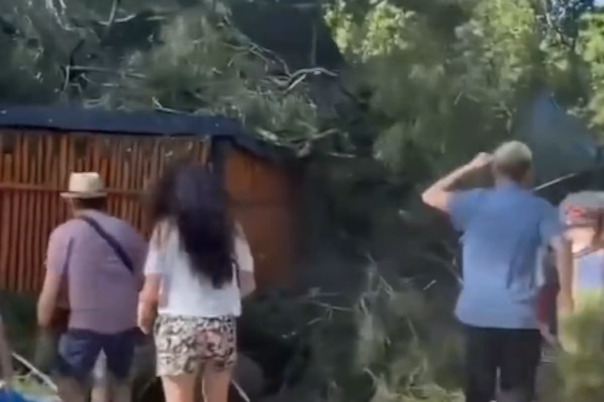 El árbol cayó sobre personas que recorrían el Jardín Japonés