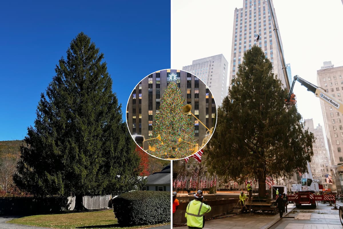 El árbol de este año proviene de West Stockbridge, Massachusetts