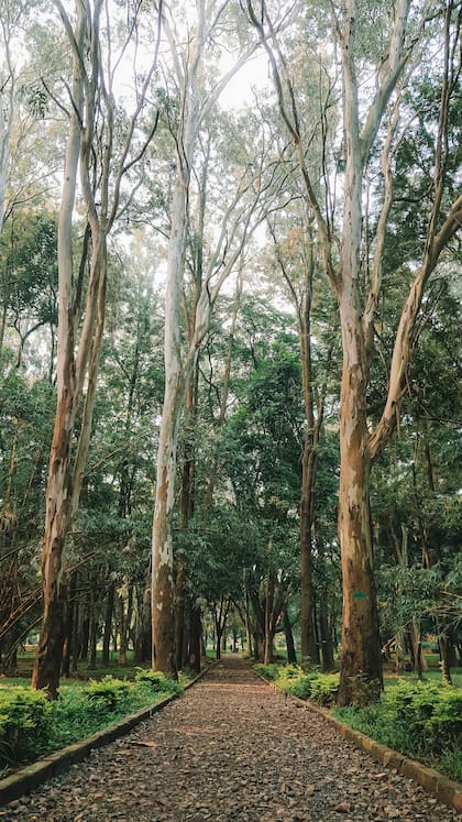 El árbol de eucalipto es una de las plantas que mejor ahuyenta a los mosquitos