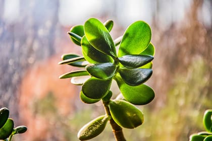 El árbol de jade es considerado un símbolo de buena suerte y prosperidad. Foto: Archivo.
