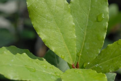 El árbol de laurel puede llegar a medir 5 m y, en algunos casos, hasta 10 m.
