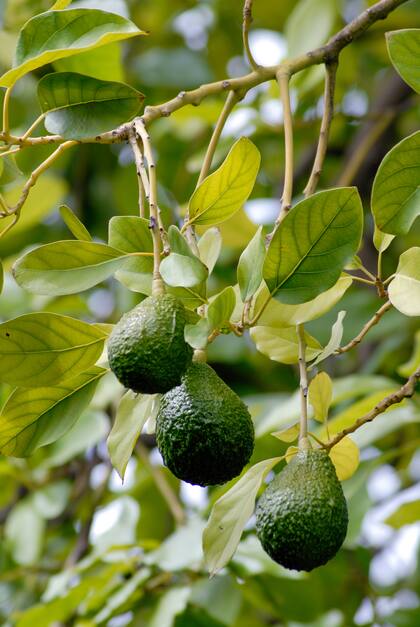 El árbol de palta es relativamente fácil de cultivar, pero no soporta las heladas, sobre todo durante los primeros años de la planta
