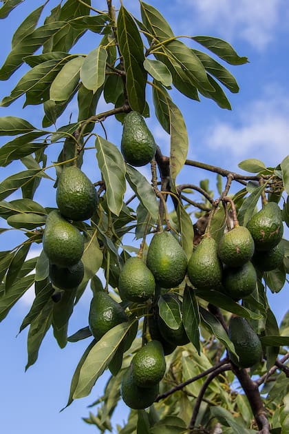 El árbol de palta tiene un porte entre mediano y grande, por lo cual no se adapta muy bien a un recipiente reducido como una maceta