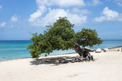 El árbol Fofoti se encuentra en Eagle Beach, Aruba
