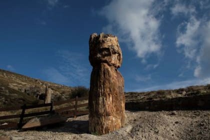 El árbol fue hallado en el Bosque Petrificado de Lesbos.