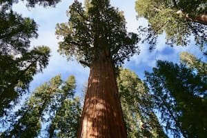 El árbol más alto de América Latina está en Sudamérica, descubrí en qué país se halla