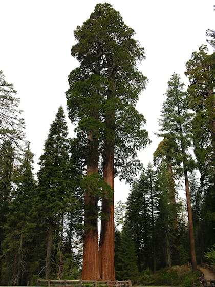 El árbol más grande de Sudamérica alcanza los 90 metros de altura y tiene un tronco de 10 metros de circunferencia (foto ilustrativa)