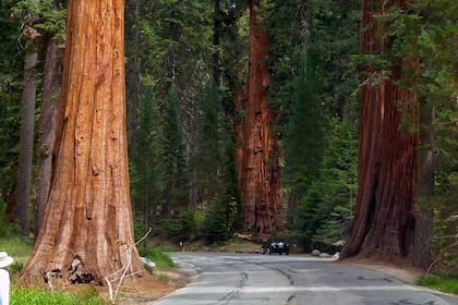El árbol más grande de Sudamérica permanece en una ubicación desconocida para que el turismo no lo dañe - Foto de carácter ilustrativo