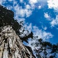 El árbol más milenario de la Argentina: es el segundo ejemplar más antiguo de su especie en el mundo