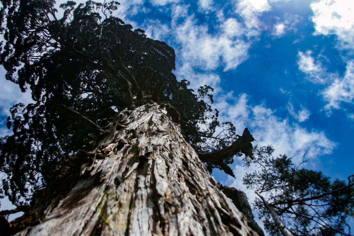 El árbol milenario de la Patagonia que ocupa el segundo lugar entre los ejemplares más antiguos de su especie (Foto: Administración de Parques Nacionales)