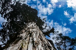 El árbol más milenario de la Argentina: es el segundo ejemplar más antiguo de su especie en el mundo