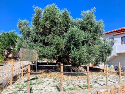 El árbol se encuentra protegido por los locales