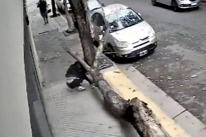 El árbol seco cayó sobre una mujer que circulaba por la vereda.