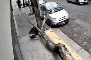 El árbol seco cayó sobre una mujer que circulaba por la vereda.