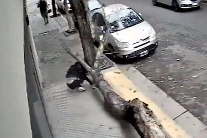El árbol seco cayó sobre una mujer que circulaba por la vereda