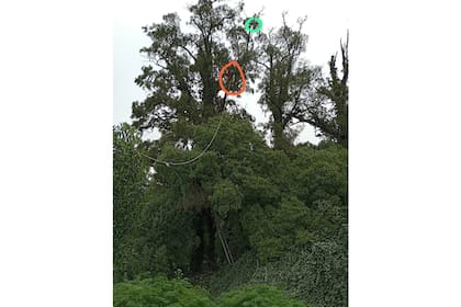 El árbol tiene unos 20 metros y la gata estuvo 5 días en la rama más alta sin poder bajar