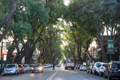 El arbolado urbano tiene beneficios tangibles