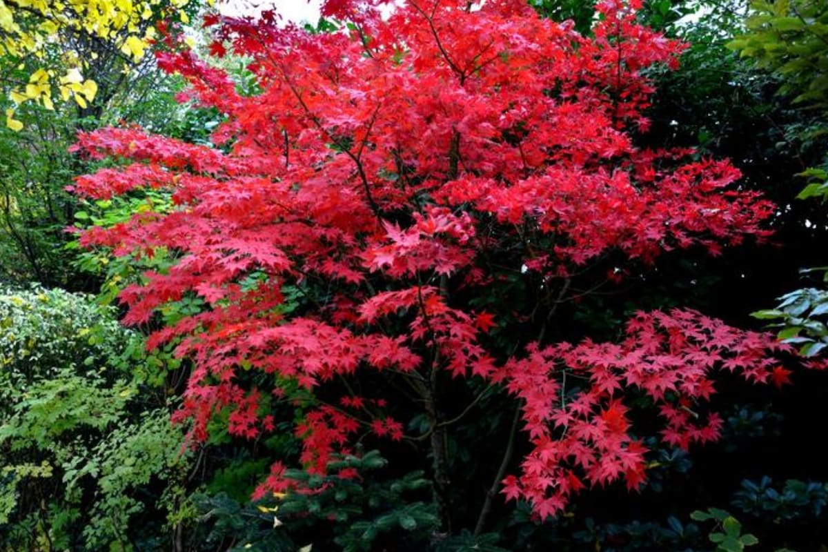 El Arce Japonés es uno de los árboles elegidos por los amantes de la jardinería