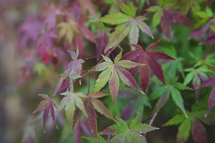 El Arce Japonés prefiere el sol pleno, aunque también puede tolerar la media sombra