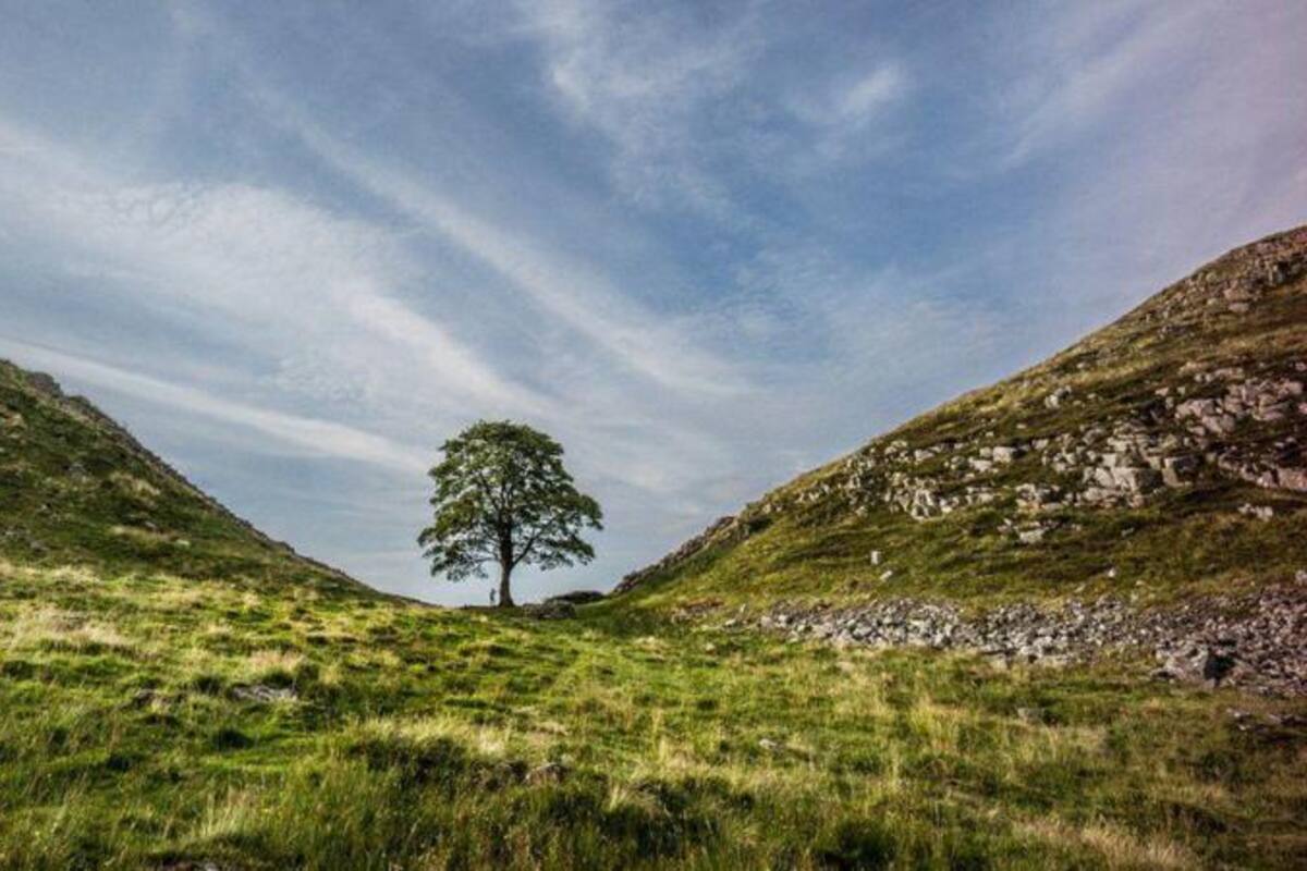 El arce, junto al histórico Muro de Adriano, era uno de los árboles más famosos de Reino Unido