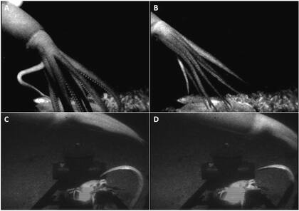 El Architeuthis dux puede llegar a medir 14 metros