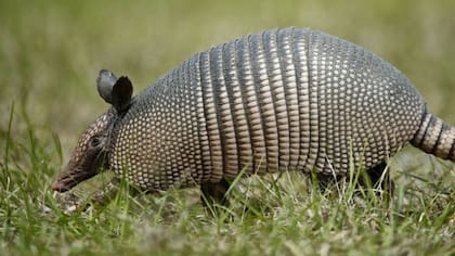 El armadillo es el único otro huésped conocido de la bacteria de la lepra.