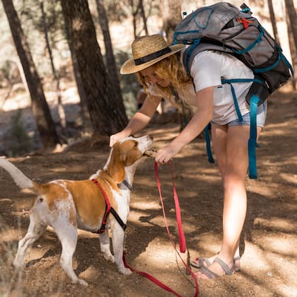 El arnés se presenta como la mejor opción a la hora de sacar a pasear al perro