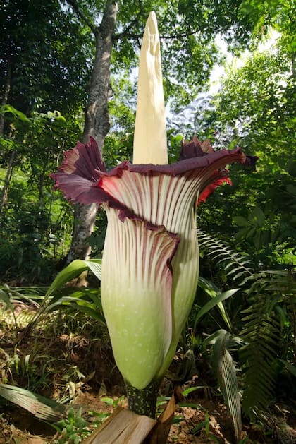 El aro gigante, también llamada "flor cadáver", ha sido señalada por algunos como la planta más maloliente del mundo