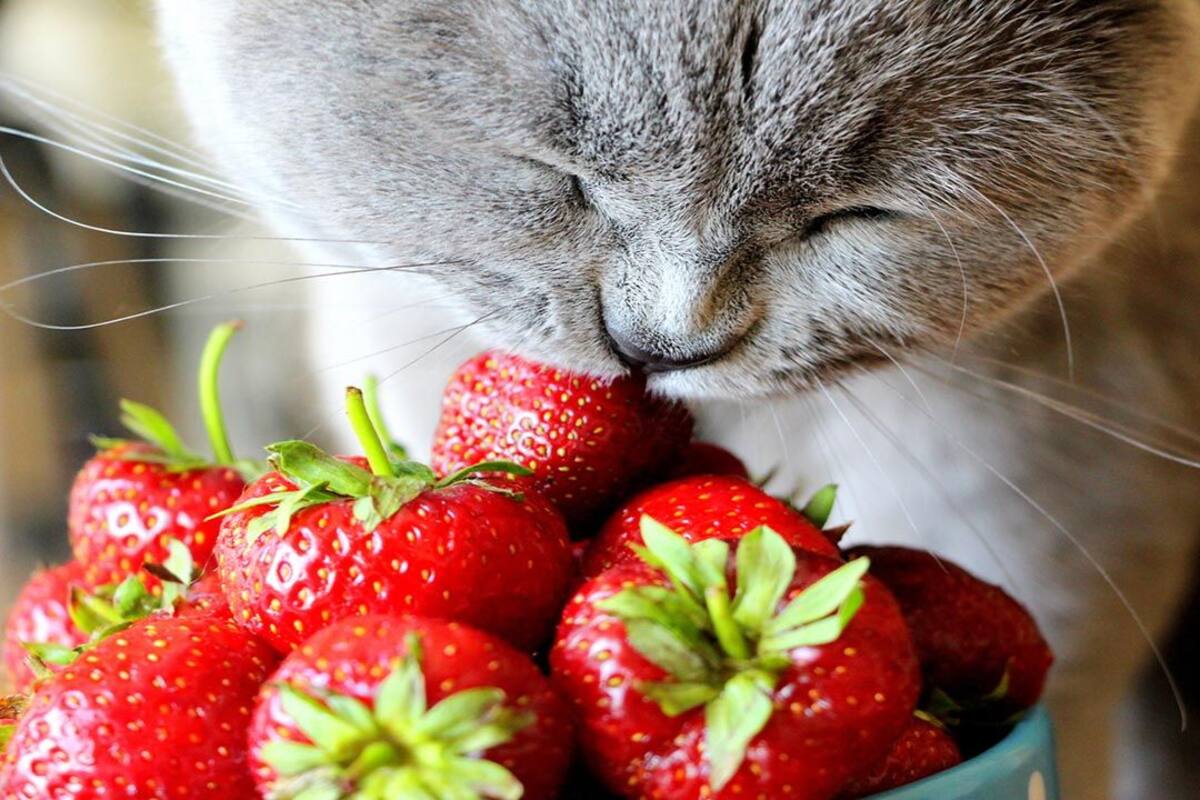 El aroma de los cítricos no es del agrado de los gatos