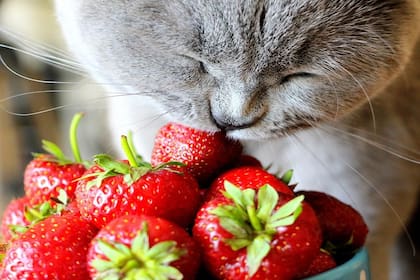 El aroma de los cítricos no es del agrado de los gatos