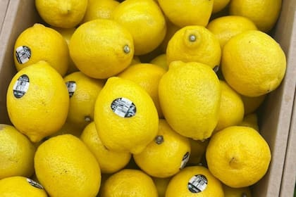 El aroma del cítrico actúa como una barrera olfativa natural para los insectos que buscan refugio en zonas cálidas