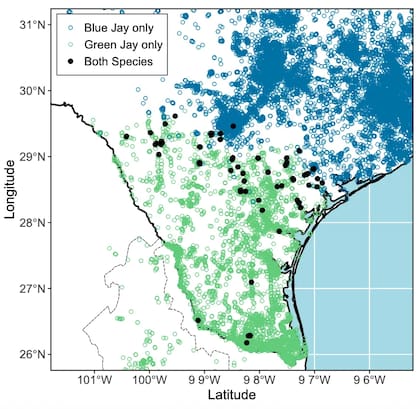 El arrendajo verde, que habita en Sudamérica, Centroamérica, México y el sur de Texas, expandió su rango miles de kilómetros hacia el norte desde 2000