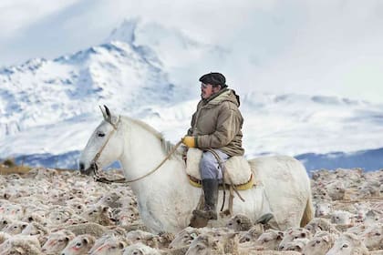 El arreo de ovejas, unas de las tareas de los gauchos en la Patagonia