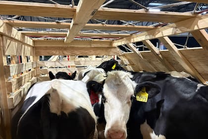 El arribo se concretó el 7 de octubre pasado y significó la reapertura formal de un canal comercial y sanitario que permaneció cerrado por más de dos décadas